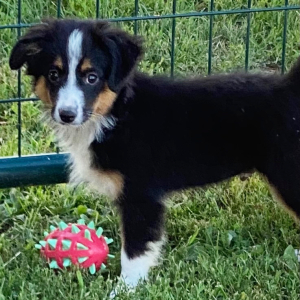 Australian Shepherd Puppy Arlo
