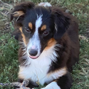 Australian Shepherd Puppy Arlo