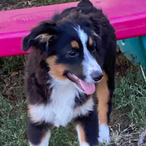 Australian Shepherd Puppy Arlo