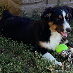 Australian Shepherd Puppy Arlo