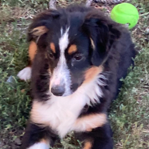 Australian Shepherd Puppy Arlo