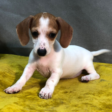 Dachshund Puppy Tayla