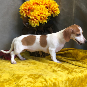 Dachshund Puppy Tayla