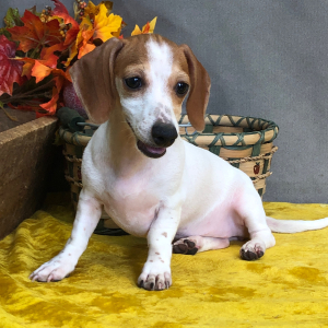 Dachshund Puppy Tayla