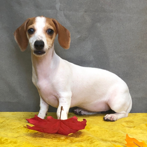 Dachshund Puppy Tayla