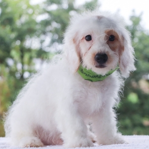 Bernedoodle Puppy Wilder