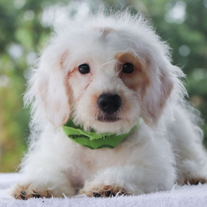 Bernedoodle Puppy Wilder