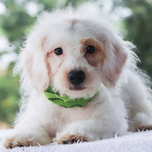 Bernedoodle Puppy Wilder
