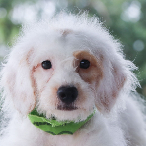 Bernedoodle Puppy Wilder