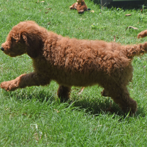 Goldendoodle Puppy Snickers