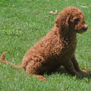 Goldendoodle Puppy Snickers
