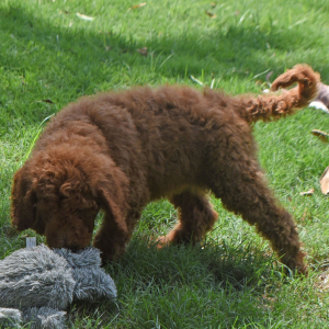 Goldendoodle Puppy Snickers