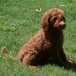 Goldendoodle Puppy Snickers