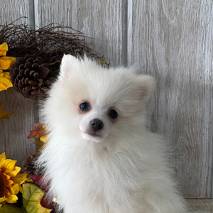 Pomeranian Puppy Teddy