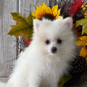 Pomeranian Puppy Teddy