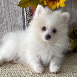 Pomeranian Puppy Teddy