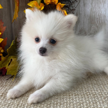 Pomeranian Puppy Teddy