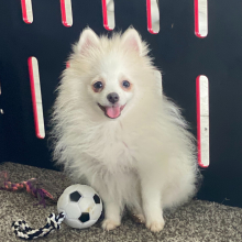 Pomeranian Puppy Teddy