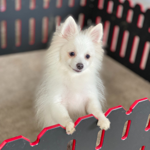 Pomeranian Puppy Teddy