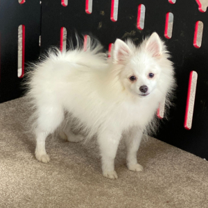 Pomeranian Puppy Teddy