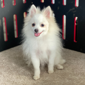 Pomeranian Puppy Teddy