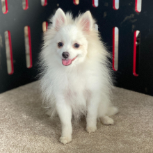 Pomeranian Puppy Teddy