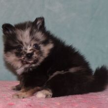 Pomeranian Puppy Taylan