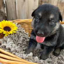 German Shepherd Dog Puppy Patriot