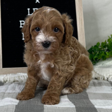 Cavapoo Puppy Ash