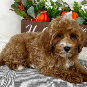 Cavapoo Puppy Ash