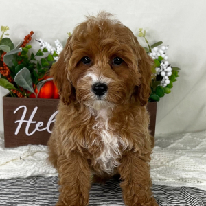 Cavapoo Puppy Ash