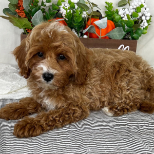 Cavapoo Puppy Ash