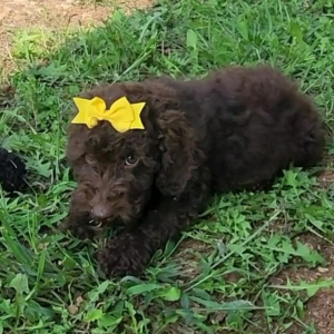 Cockapoo Puppy Tilly