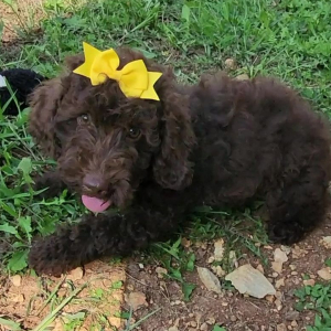 Cockapoo Puppy Tilly