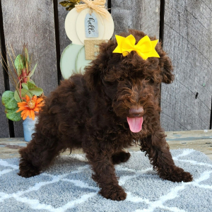 Cockapoo Puppy Tilly