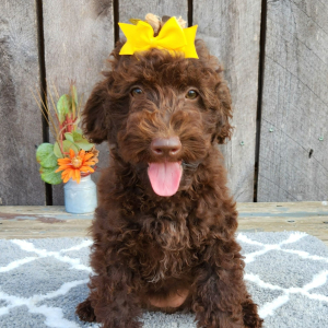 Cockapoo Puppy Tilly