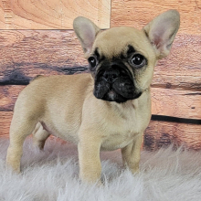 French Bulldog Puppy Rhona