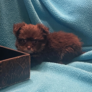 Havapom Puppy Hank