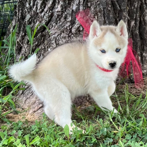 Siberian Husky Puppy Callie