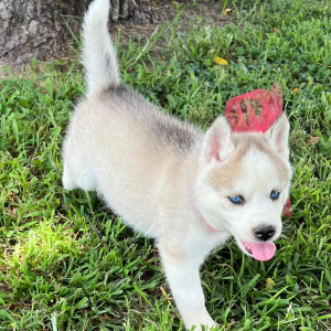 Siberian Husky Puppy Callie