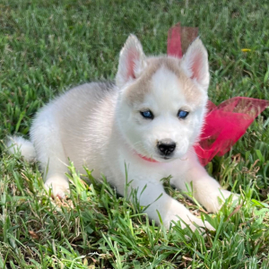 Siberian Husky Puppy Callie