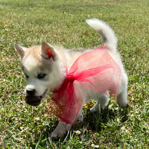 Siberian Husky Puppy Callie