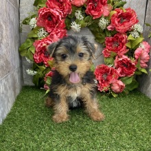 Yorkshire Terrier Puppy Cowboy