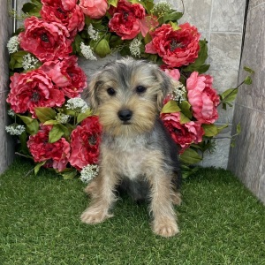Yorkshire Terrier Puppy Cowboy