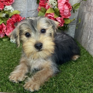 Yorkshire Terrier Puppy Cowboy