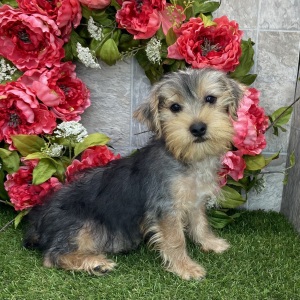 Yorkshire Terrier Puppy Cowboy
