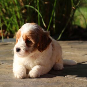 Goldendoodle Puppy Sparky