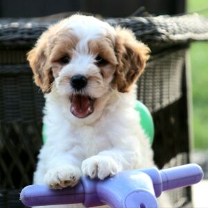Goldendoodle Puppy Sparky