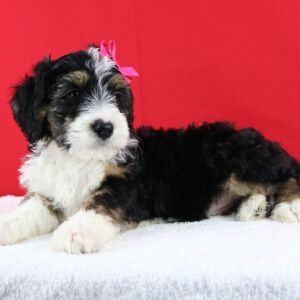Bernedoodle Puppy Wisper