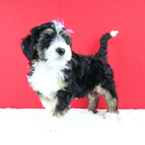 Bernedoodle Puppy Wisper